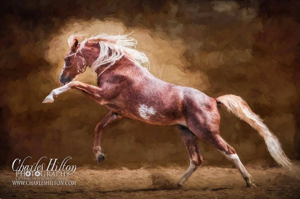 One more of the majestic TWH stallion, Warlock